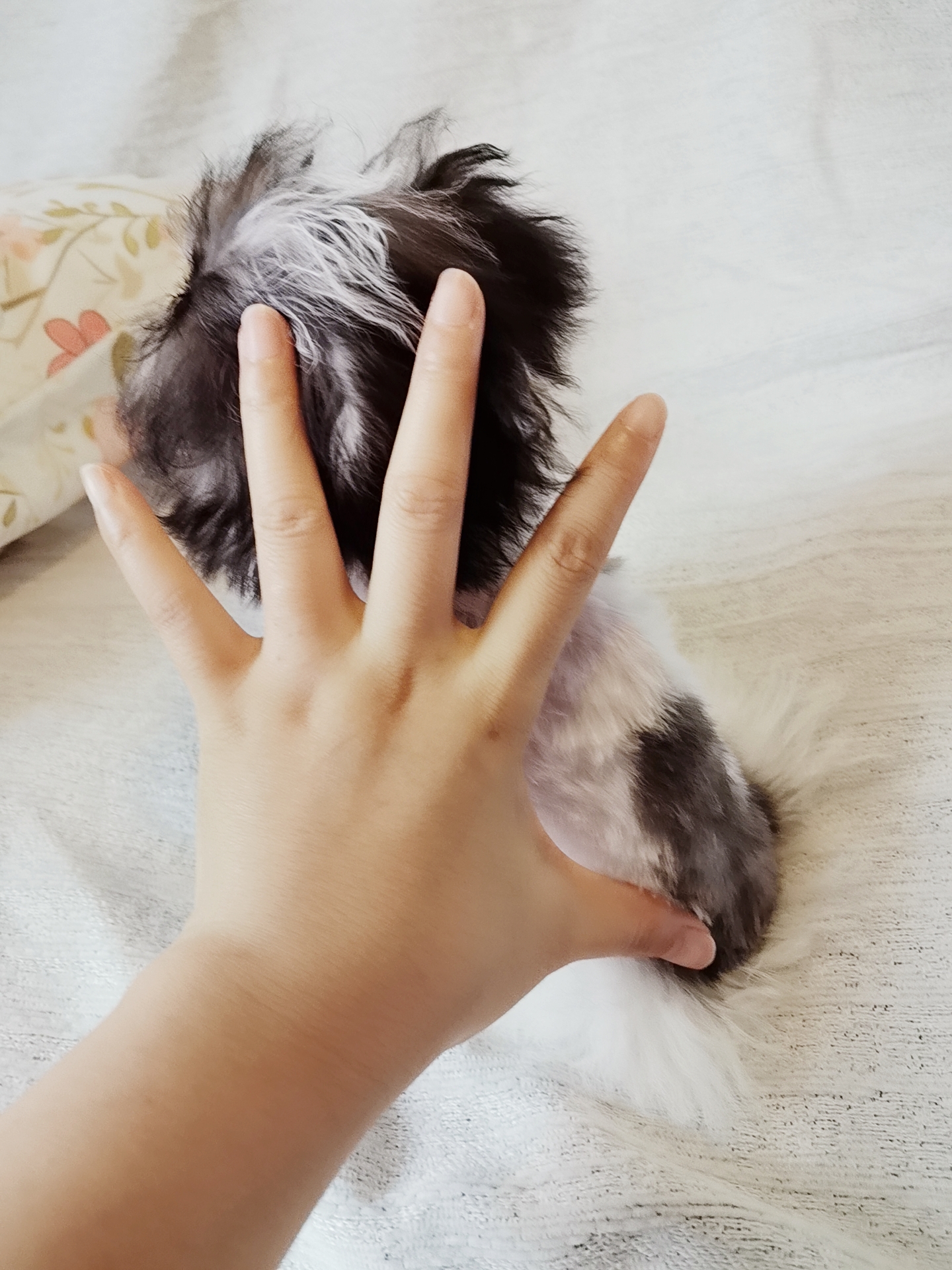 超小体灰白花马尔泰弟弟，3针疫苗